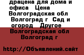 драцена для дома и офиса › Цена ­ 1 000 - Волгоградская обл., Волгоград г. Сад и огород » Другое   . Волгоградская обл.,Волгоград г.